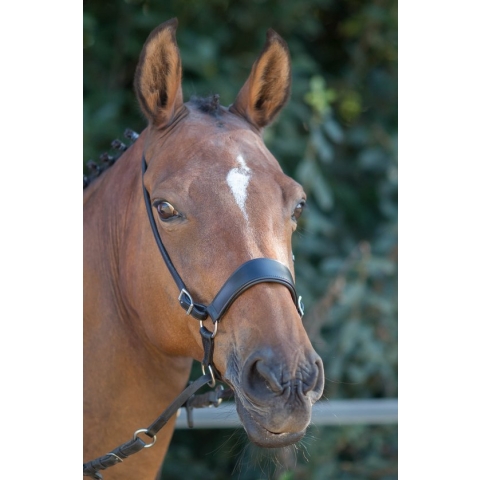 On Horses Bitloos hoofdstel Kingekruisd-Zwart-Cob/Full