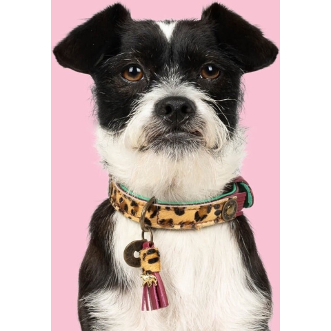 Dwam Halsband Lou Lou Paars - Hondenhalsband - 34-42x2.5 cm