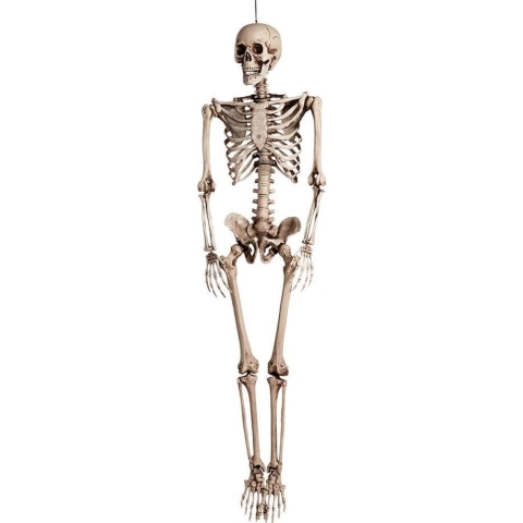 Halloween Groot decoratie skelet 160 cm