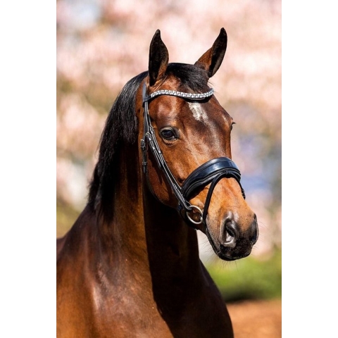 HB Hoofdstel Showtime Fancy Lak - maat Full - black