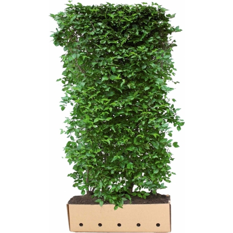 Cornus mas 200 cm - Quickhedge
