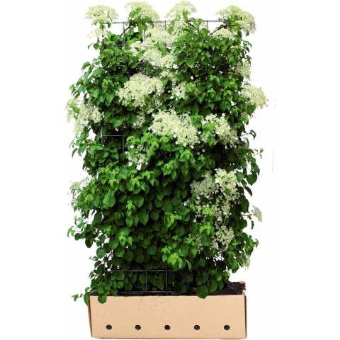 Hydrangea anomala petiolaris 180 cm - Quickhedge