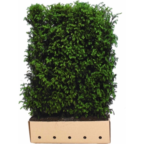 Taxus baccata 180 cm - Quickhedge