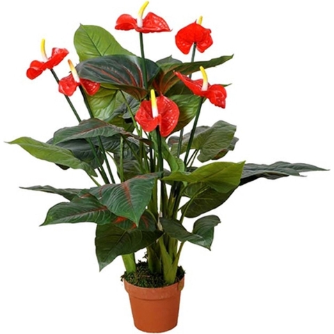 Anthurium 95 cm - Buitengewoon de Boet