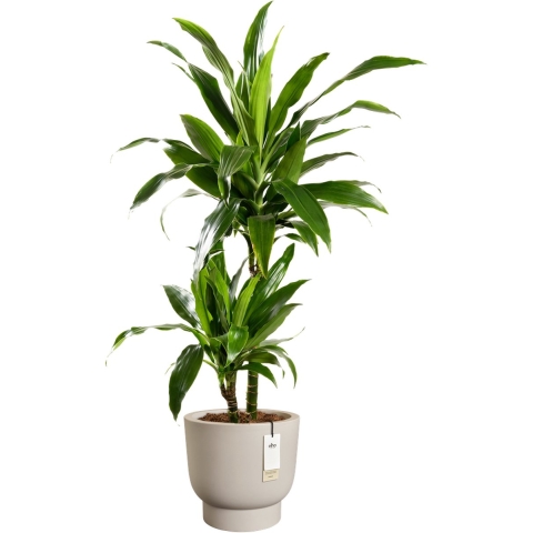 Elho Amber Grail 40 - Balanced beige - Ø 38 x H 36 cm - Binnen en Buiten - 100% gerecycled