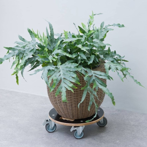 Planttrolley rond Rolplank