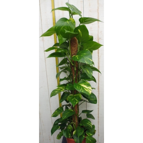 Kamerplant Epipremnum 100 cm - Warentuin natuurlijk