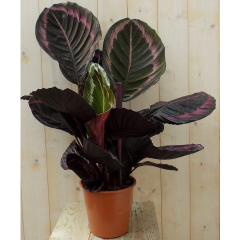 Calathea Surprise Star Pauwenplant groot blad met roze 60 cm - Warentuin natuurlijk