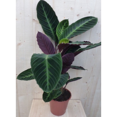 Calathea Warscewiczii Pauwenplant groot blad paarse onderkant 60 cm - Warentuin natuurlijk