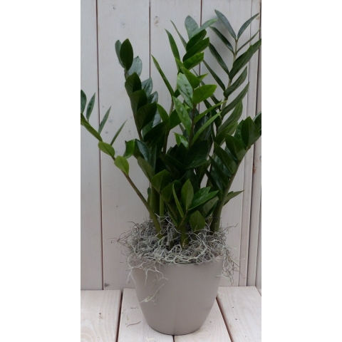 Zamioculcas in taupe pot 55 cm - Warentuin natuurlijk