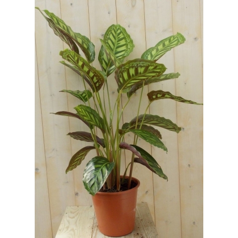 Calathea Makoyana Pauwenplant lichtgroen groot blad 60 cm - Warentuin natuurlijk