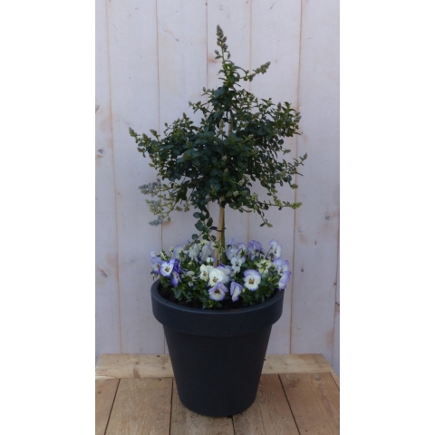 Amerikaanse sering in antracieten plastic pot met violen 100 cm - Warentuin natuurlijk