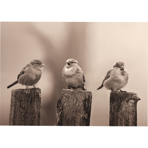 Art for the Home Vroege Vogels Buitencanvas Sepia 50x70 cm