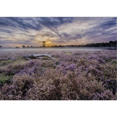 Art for the Home Lavendelveld - Buitencanvas - 50x70 cm