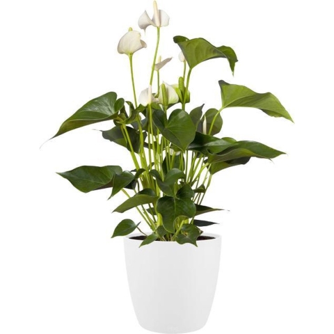 elho Brussels Bloempot op Wielen 47 cm