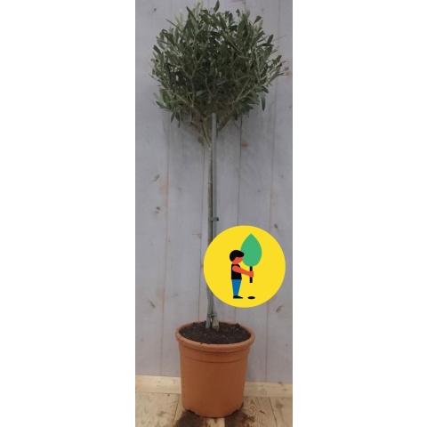 Olea stamhoogte 50 cm en boomhoogte 100 cm - Warentuin natuurlijk