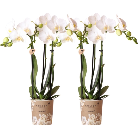 COMBI DEAL van 2 Orchideeën - Wit