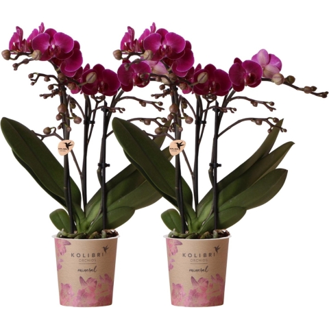COMBI DEAL van 2 Orchideeën - Paars