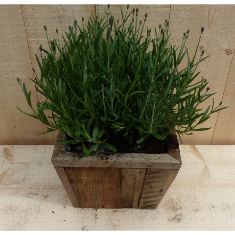 Lavendel in houten bak 22x22 cm - Warentuin natuurlijk