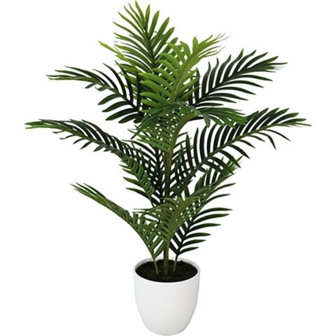 Mini palm 75 cm - Buitengewoon de boet