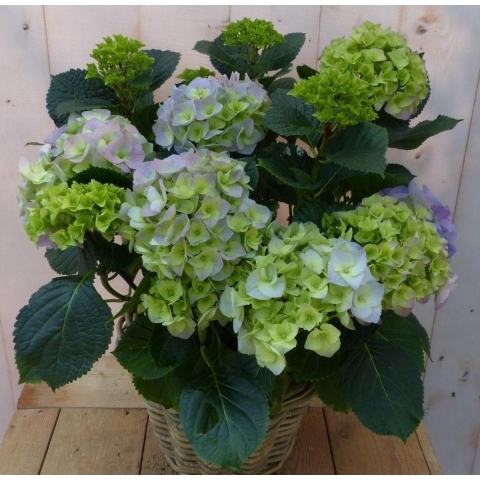 Hortensia in een mand blauw - Warentuin natuurlijk