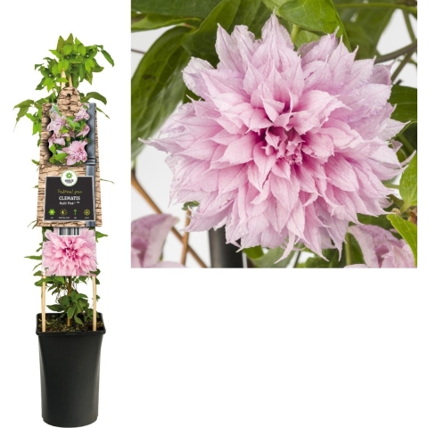 Klimplant Clematis Multi Pink PBR 75 cm - Van der starre