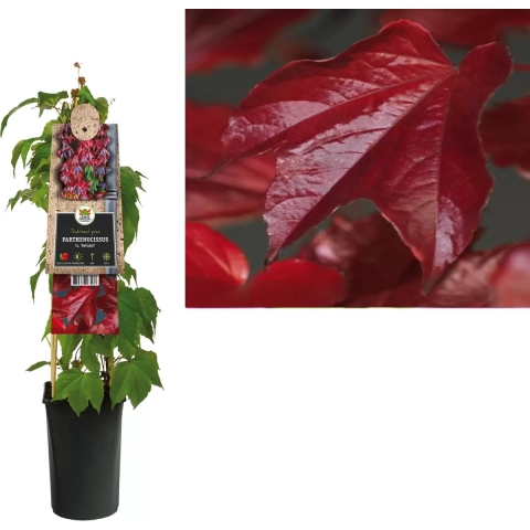 Klimplant Parthenocissus tr. Veitchii 75 cm - Van der starre