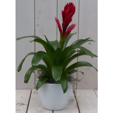 Bromelia witte pot 30 cm - Warentuin natuurlijk