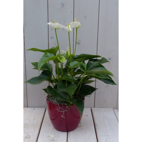 Flamingoplant Anthurium wit in rode pot 40 cm - Warentuin natuurlijk