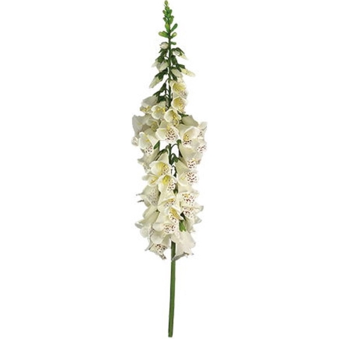 Vingerhoedskruid 127 cm Wit kunstplant - Buitengewoon de boet