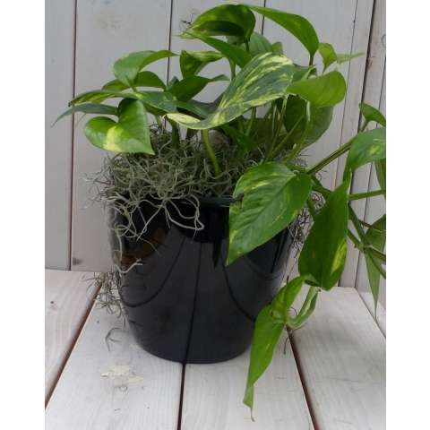 Epipremnum geelgroen zwarte/antraciete pot 25 cm - Warentuin natuurlijk