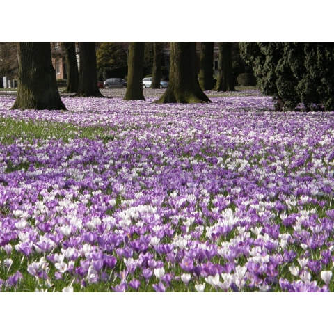 Turfstrooisel aarde 40 liter - Warentuin mix