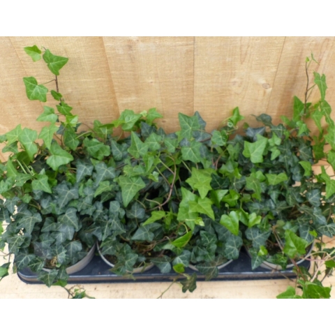 Hedera Klimop 8 potjes in tray kleur groen - Warentuin natuurlijk