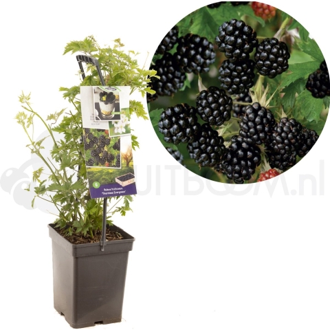 Rubus frut.Thornl Evergreen - draag - Fruithof