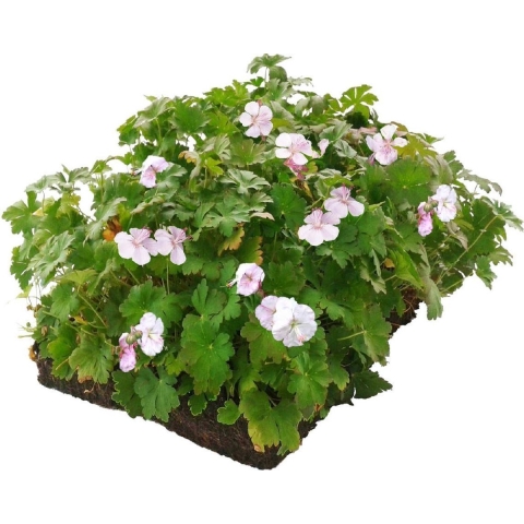 Plantenmat vasteplanten Geranium prijs per 1m2 cm Covergreen - Covergreen