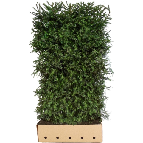 Picea Abies 200 cm - Quickhedge