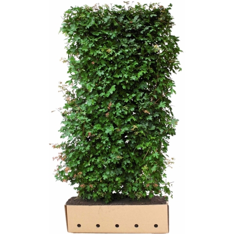 Acer Campestre 200 cm - Quickhedge