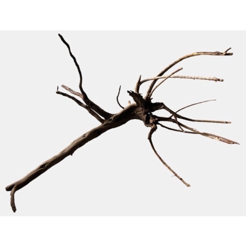 Black spiderwood x-large - Aquadistri