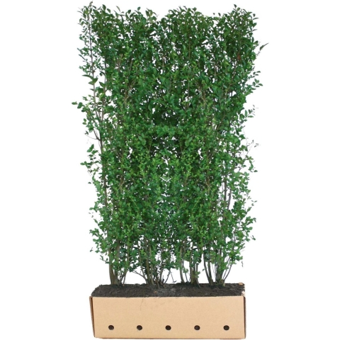 Ligustrum ovalifolium 200 cm - Quickhedge