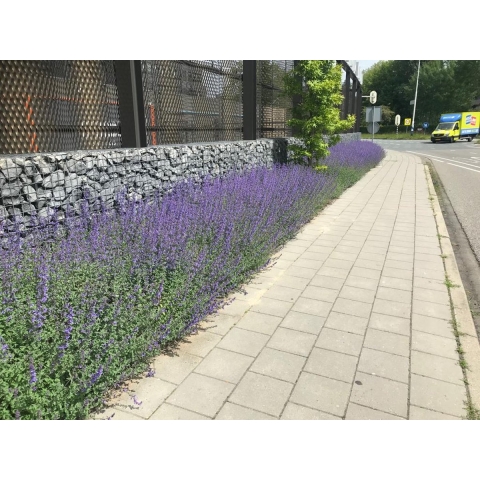 Plantenmat vasteplanten Kattenkruid Nepeta prijs per 1m2 cm Covergreen - Covergreen