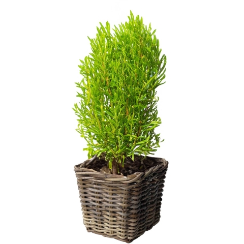 Opbergmand - vierkant - rotan - gevlochten riet - L33 x B33 x H30 cm - opbergen -