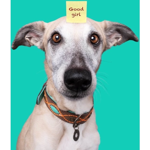 DWAM Dog with a Mission Halsband hond – Hondenhalsband – Bruin – XS – Leer – Halsomvang tussen 23-29 x 2 cm – Joplin