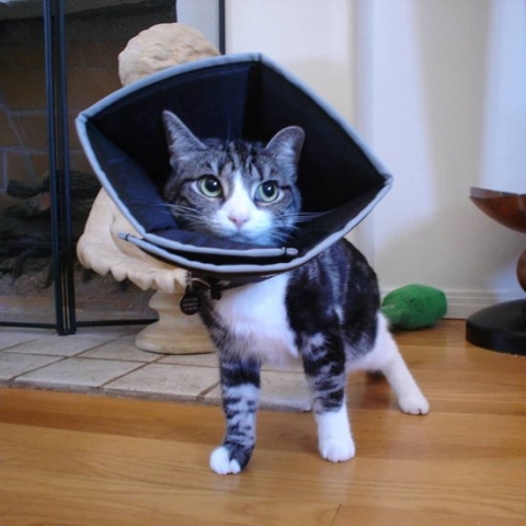 Comfy Cone Hondenkraag Medium - Zwart