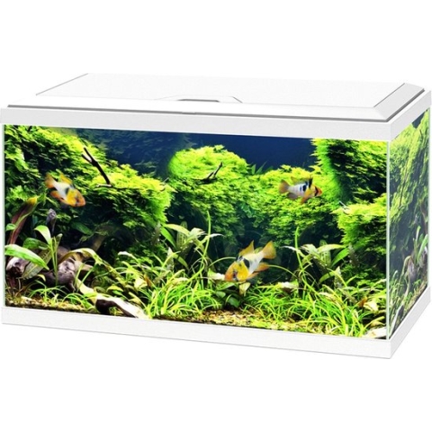 Ciano Aquarium 60 Led Cf80 60x30x41 cm - Aquaria - Wit