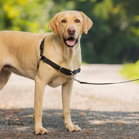 PetSafe Easy Walk® - Hondentuigje - Zwart - L - 66-91 cm