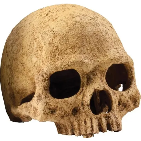 Exo Terra Primate Skull Schuilplaats - Terrarium Decoratie - 11 x 21 x 14 cm