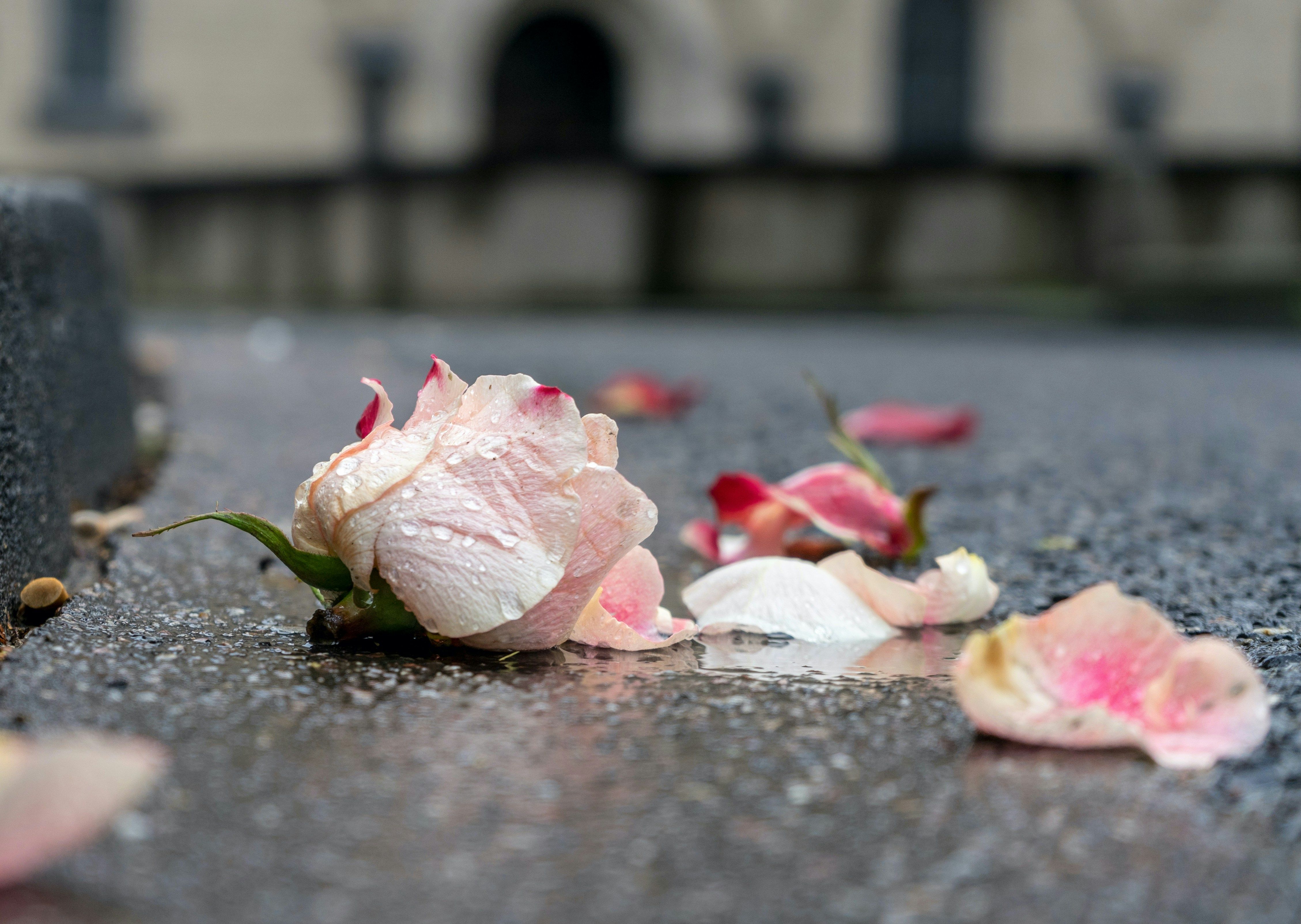 Photo by <a href="https://unsplash.com/@carrier_lost?utm_source=unsplash&utm_medium=referral&utm_content=creditCopyText">Ian Taylor</a> on <a href="https://unsplash.com/photos/pink-and-white-petals-on-ground-mwUk4oNxkkA?utm_source=unsplash&utm_medium=referral&utm_content=creditCopyText">Unsplash</a>