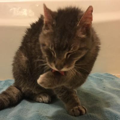 alpacheez@social.bitsnbytes.dev