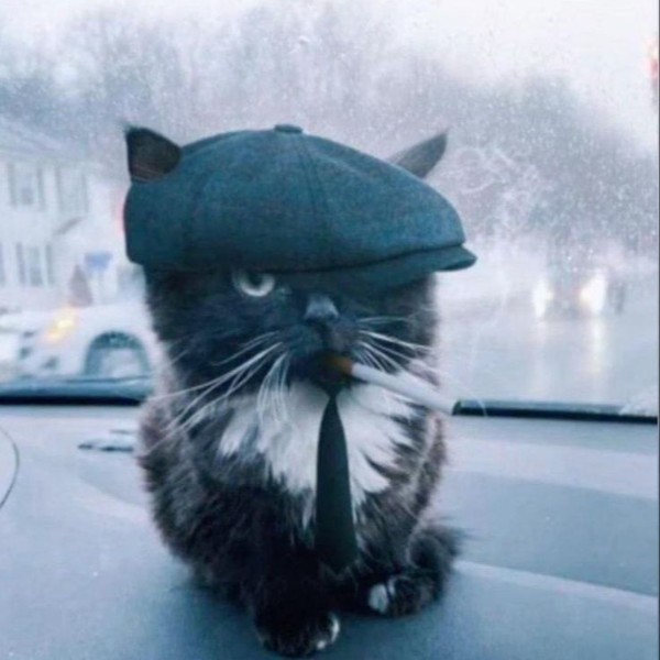 котость