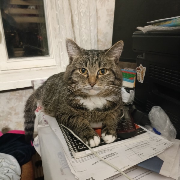 Кот
